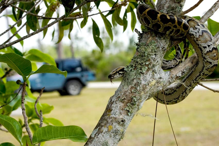 Brought to the USA as a pet, the Burmese python has infiltrated the swamps of the Everglades National Park, Florida, and are decimating the prey population there.