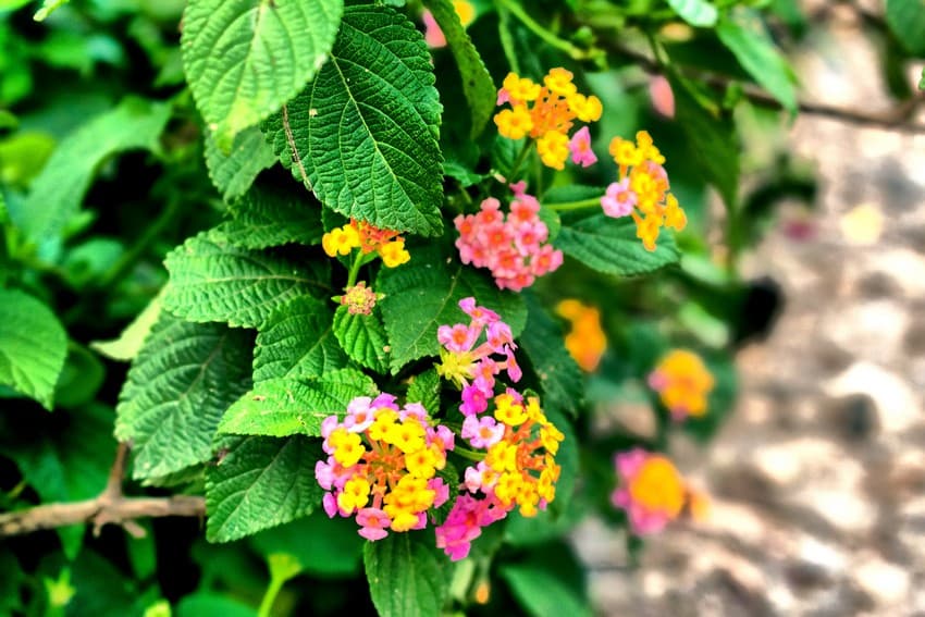 Common lantana (Lantana camara) is one of the worst invasive plant species to affect India’s forest ecosystems.