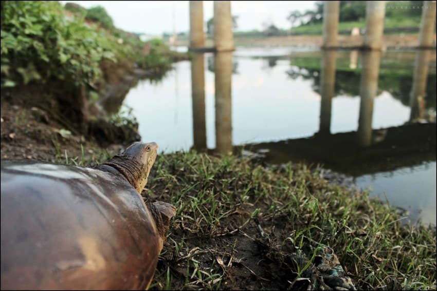 The Indian flapshell turtle (Lissemys punctata) is one of the native freshwater turtle species found in India that has to contend with the grave problem of the red-eared slider invasives.