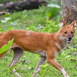 WCT's Conservation Research in the Western #Ghats focusses on landscape-scale assessments of large carnivores and their prey. Intact connectivity will enable viable populations of large mammals to persist in the landscape. Watch the video for a glimpse of our on-going work in the region.