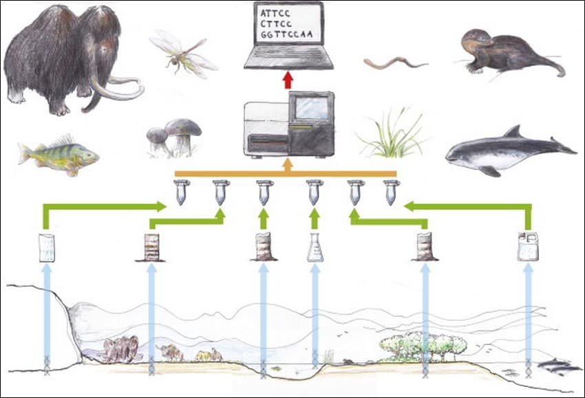 The overall workflow for environmental DNA (eDNA) studies with examples of organisms that have been identified from environmental samples.