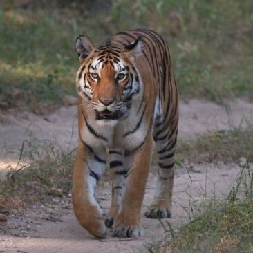 Human Wildlife Interface and the Challenges it Poses to Tiger Conservation