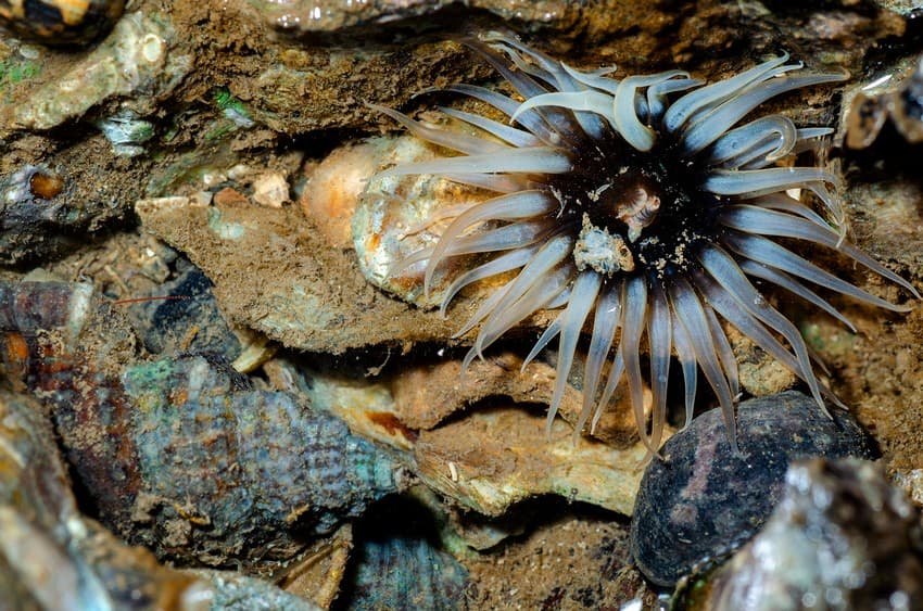 A sea anemone in a tide pool on one of Mumbai’s rocky shores.