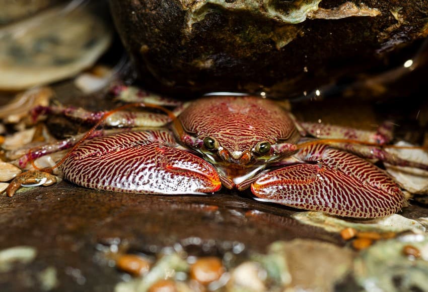 Tide Pool Life: A porcelain crab under a rock on one of Mumbai’s shores.