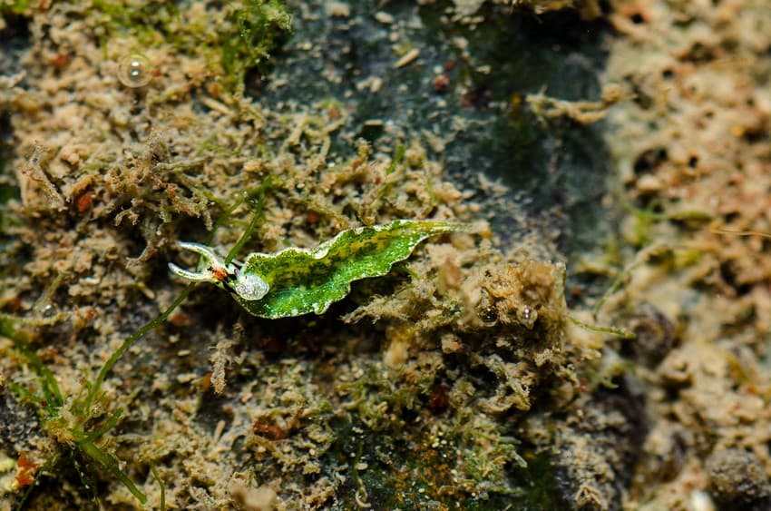 Elysia hirasei, a tiny sap-sucking sea slug, in a shallow tidepool on one of Mumbai’s rocky shores.