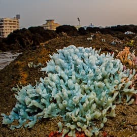 Tide Pool Life: Tide pools are microcosms of the sea, teeming with life. A deeper inspection reveals more: anemones, porcelain crabs, sponges, snail eggs, and if you’re lucky, sea stars!