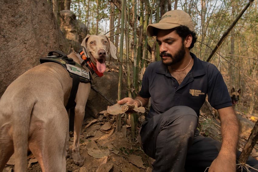 WCT’s conservation dog, Moya, with Prasad Gaidhani, Unit’s canine handler and researcher holding up pangolin scat that Moya helped to detect.