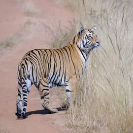 At the heart of a multitude of Wildlife Conservation Trust’s (WCT’s) projects lies science. Science drives and underscores the organisation’s approach to its broad and diverse range of conservation work, be it research, capacity building, conflict mitigation or advocacy.