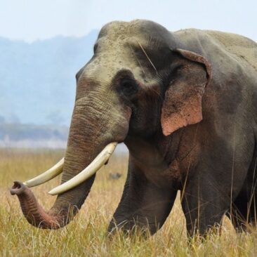 Use of Asiatic Elephants in India - An ethical and legal conundrum