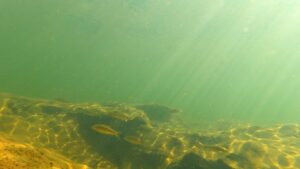 Fish presence and diversity in freshwater streams are recorded using underwater video cameras.