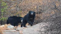 Baby sloth bear rescued from barbed wire fence in MP