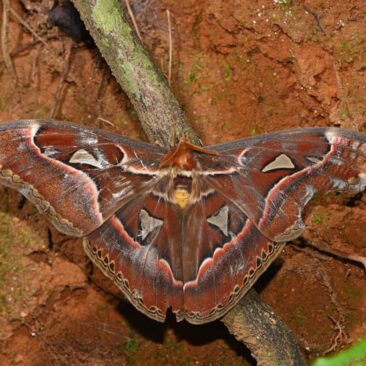 Do moths fall in love at first scent? #AskUsAnything on #InternationalDayForBiologicalDiversity: Award-winning nature conservationist and President, WCT, Dr. Anish Andheria, fields some 'interesting' questions that you asked about biodiversity. Watch and listen!