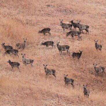 Is the Kashmir stag found only in Kashmir? #AskUsAnything on #InternationalDayForBiologicalDiversity: Award-winning nature conservationist and President, WCT, Dr. Anish Andheria, fields some 'interesting' questions that you asked about biodiversity. Watch and listen!