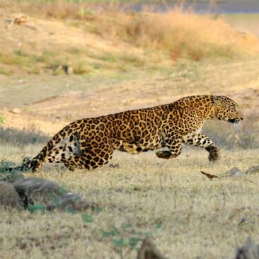 Leopards and people seem to coexist with little or no conflict in Rajasthan? How?