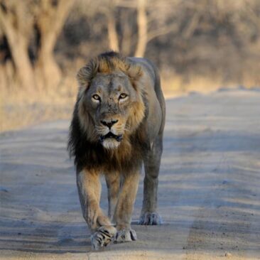 I have always heard of the saying 'lion is the king of the jungle'. But while there are jungles, where are the lions?