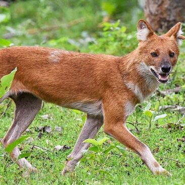 Conservation Research in the Western Ghats (Marathi)