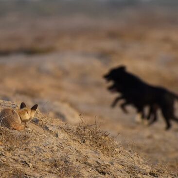 Why are feral dogs not considered ‘vermin’?