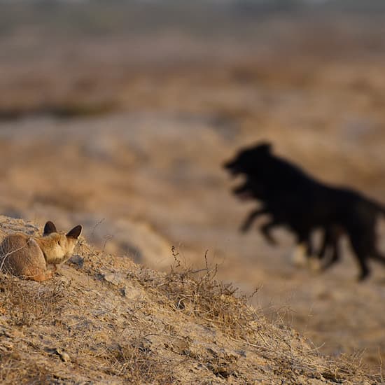 Why are feral dogs not considered ‘vermin’? - Wildlife Conservation Trust