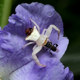 The Perilous Love of Spiders: Safe sex takes a whole new meaning if you are a male spider. Sexual cannibalism by females is widespread, and the much smaller males have evolved many a tactic to dodge death.