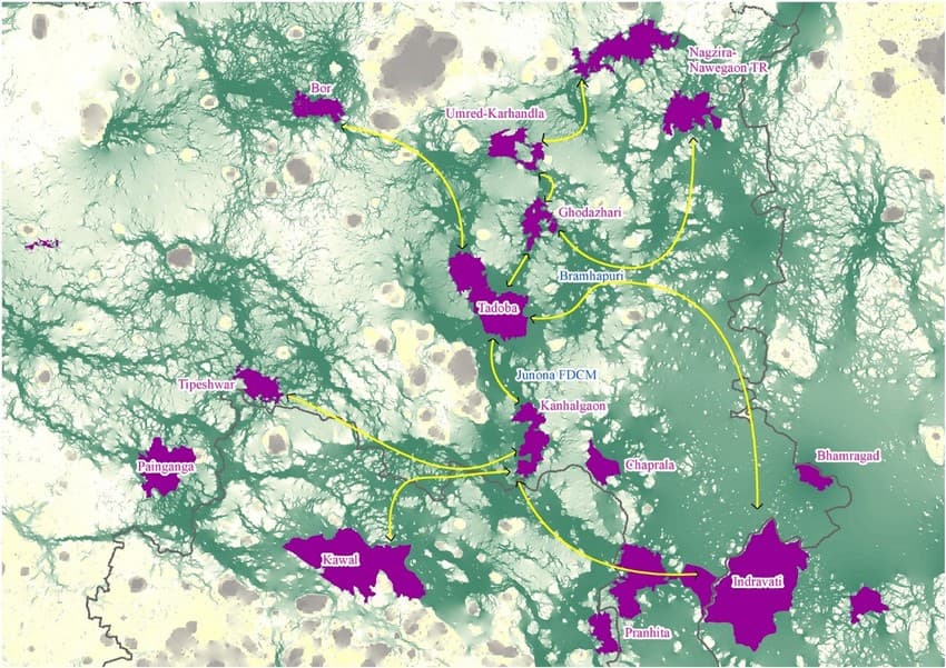 Map depicting tiger connectivity between Protected Areas in the Greater Tadoba Landscape. Credit: WCT