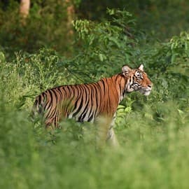 The Long-term Viability of Tigers in Protected Areas is Dependent on Corridors