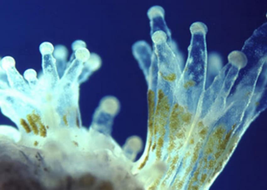 Seen here are coral polyps hosting brownish-green algae. These two organisms display a very specialised form of mutualism and depend on each other to survive.  Credit: Smithsonian Ocean – Smithsonian Institution