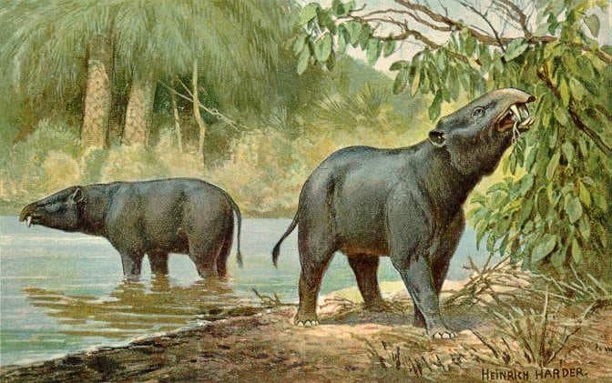 This illustration of the Moeritherium, an extinct species, was created by a German artist Heinrich Harder in 1919. Moeritheriums were among the early herbivorous ancestors of modern-day elephants. Credit: Public Domain