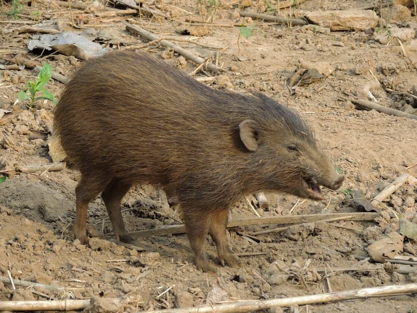 A pygmy hog in the Pygmy Hog Research and Breeding Centre in Guwahati, Assam . Credit - A. J. T. Johnsingh, WWF-India and NCF/Public Domain