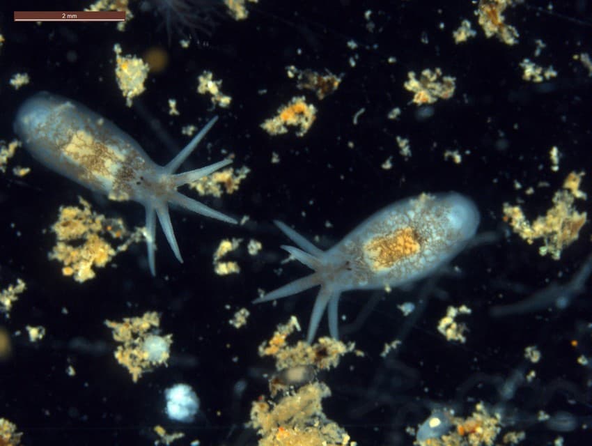 Temnocephalan flatworms (Temnosewellia sp.). Credit: Western Australian Museum