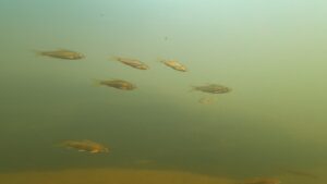 Fish presence and diversity in freshwater streams are recorded using underwater video cameras.