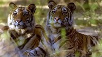 Ramgarh Vishdhari Sanctuary notified as tiger reserve: Why Rajasthan needed a fourth sanctuary