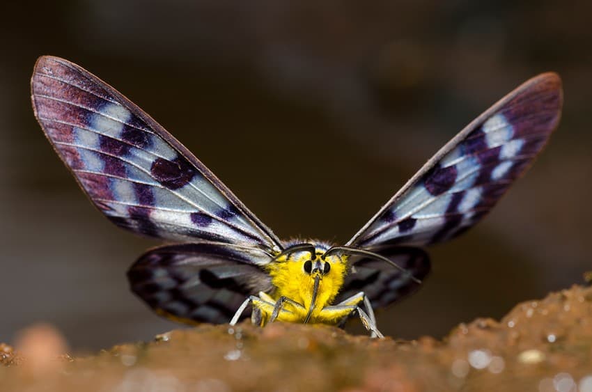 A blue tiger moth engrossed in mud-puddling