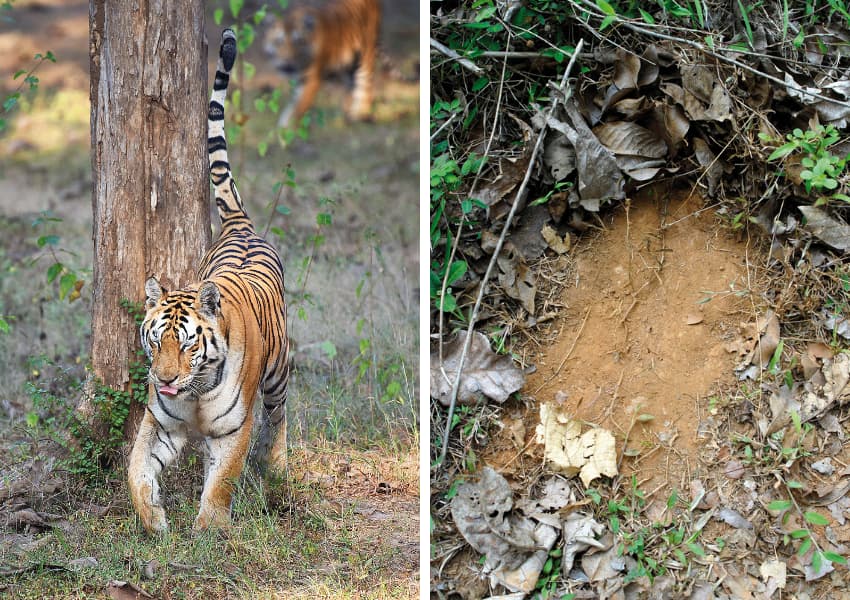 An adult tigress (left) marks her territory by spraying scent-loaded urine, with an odour unique to her, to inform other tigers of her presence. Large carnivores outside the tourism zone of tiger reserves are more shy than tigers habituated to tourists. Information on tigers outside Protected Areas is therefore collected through indirect evidences such as scrape marks on the forest floor (right), rake marks on tree trunks, scats, pugmarks and images from camera traps carefully deployed along known tiger patrolling routes, or on cattle kills.