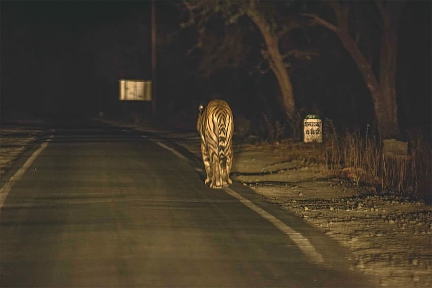 As India develops at a rapid pace, more linear infrastructures such as roads, railways and canals are coming up across the length and breadth of the country including in fragile forested ecosystems. This interrupts historic migratory routes of tigers, leopards, elephants, gaur and more. Tigers are forced to cross these highways, exposing them to the danger of being run over.