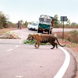 Tiger Connectivity - Strengthening and Protecting Wildlife Corridors