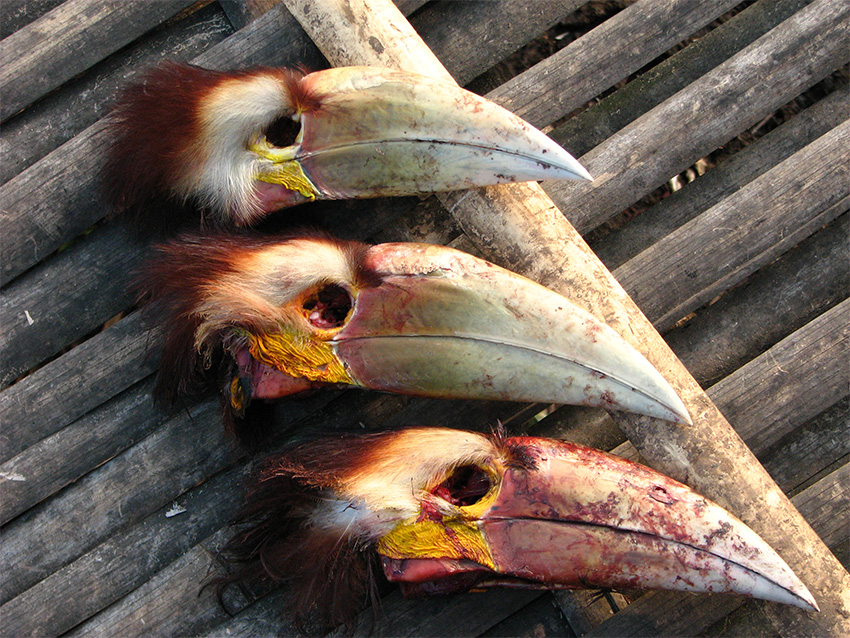 Wild animals are often killed for their body parts which are then sold in black markets. Wreathed Hornbill skulls photographed in Arunachal Pradesh.