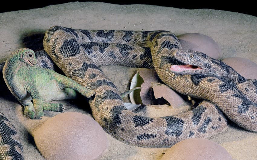 A 3-5 m. long Cretaceous snake Sanajeh indicus waits to feed on hatchling sauropod dinosaurs as they emerge from their eggs, in a scene from the Upper Cretaceous some 70 million years ago. Sculpture by Tyler Keillor and original photography by Ximena Erickson; image modified by Bonnie Miljour. The sculpture is based on a fossil dinosaur nest from western India.