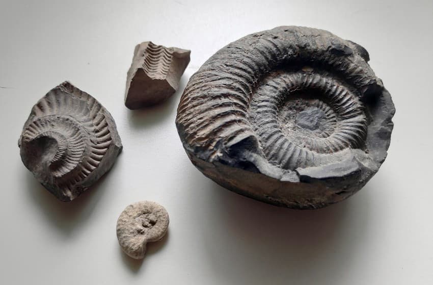 Fossils of extinct marine invertebrates such as ammonites (seen here) can be profusely found in the Himalayan region of Spiti and Ladakh.