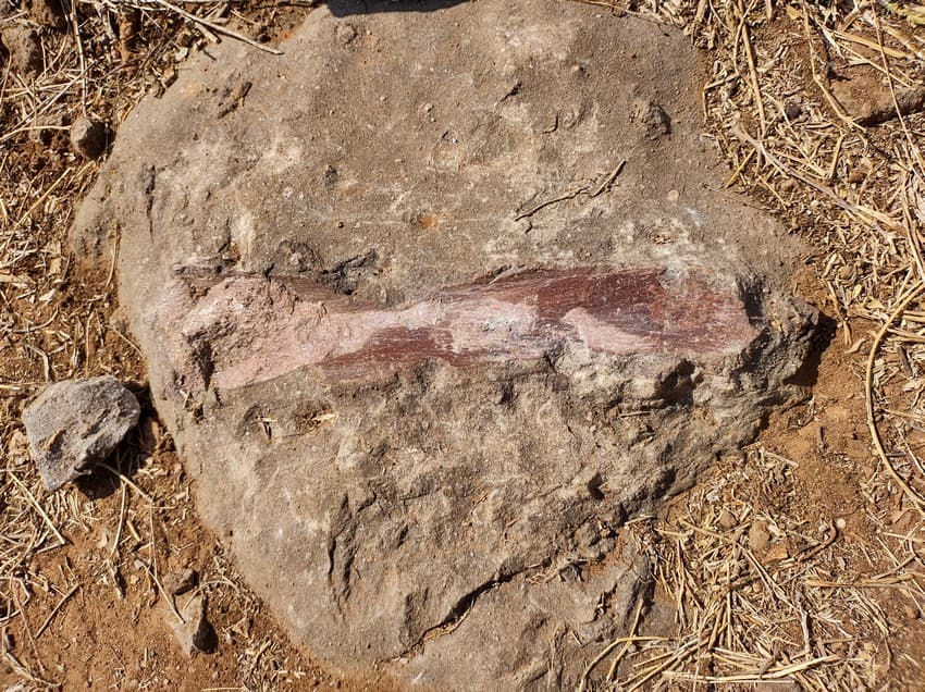 A clearly discernible dinosaur bone fossil still in the ground at the Rahioli fossil site, Gujarat.