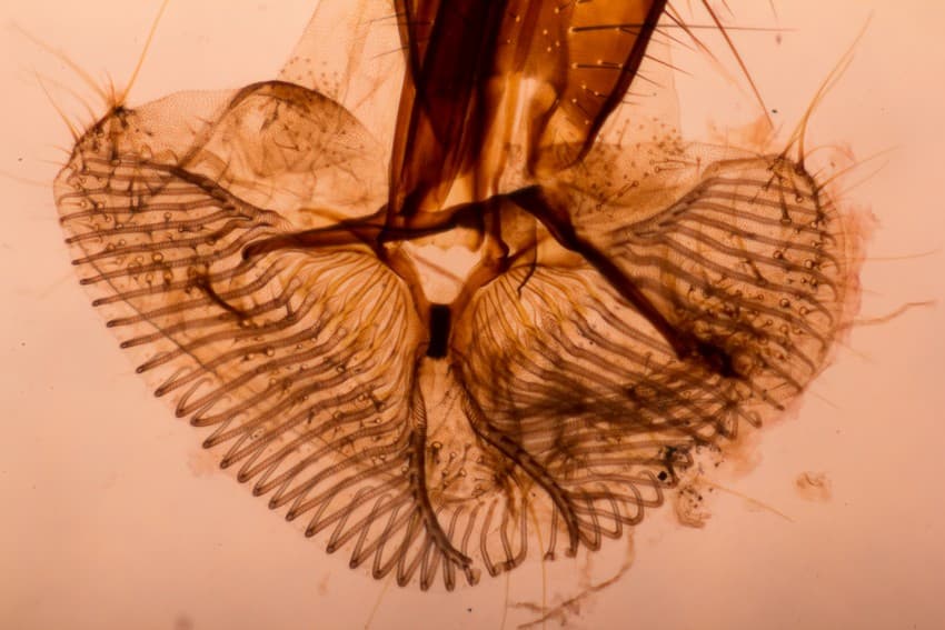 Proboscis of a blow fly (Calliphoridae family). Phase contrast image at 5x magnification (above) and 10x magnification (below). Photo credit: Purva Variyar