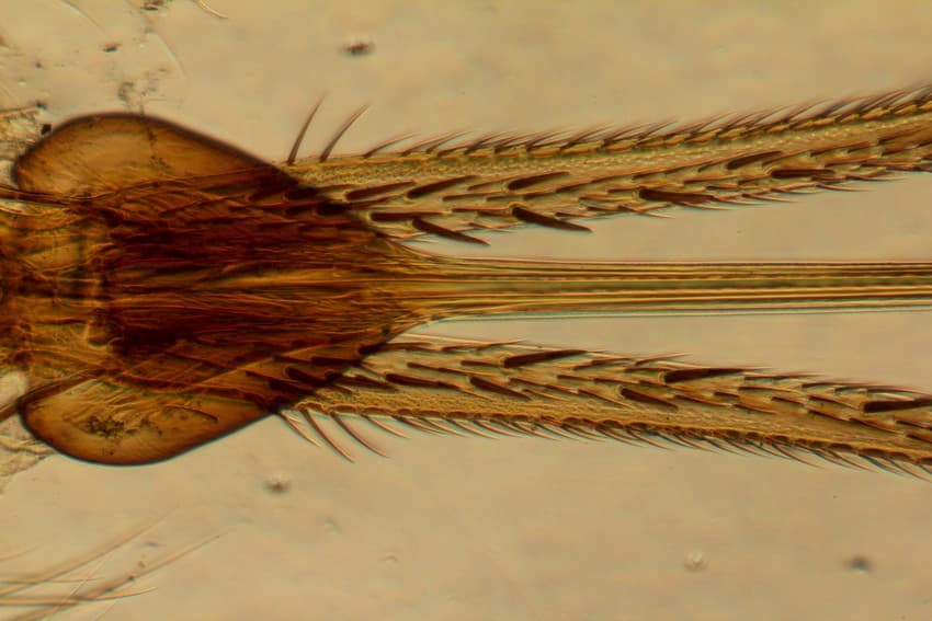 Proboscis of a tsetse fly (Glossina palpalis). Phase contrast image at 5x magnification. Photo credit: Purva Variyar