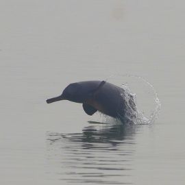 The Ganges river dolphin (Platanista gangetica) has been categorised as 'Endangered' by the International Union for Conservation of Nature (IUCN)'s latest Red List Assessment of the species.