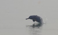 IUCN’s latest Red List Assessment of the Ganges river dolphin