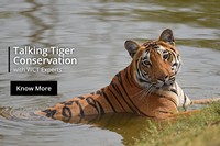 We asked a few WCT experts questions about tiger conservation on the occasion of International Tiger Day 2022. Take a look at what they had to say. Through this video we have tried to shed light on the complexities involved in tiger conservation, and make you see that tiger conservation is more than just about tigers.