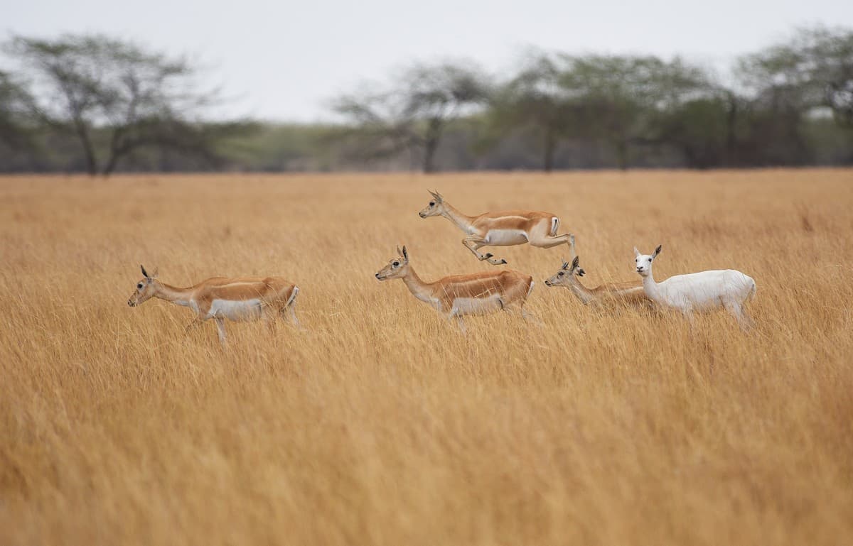 Blackbucks in the Velvadar National Park which is among the few protected grasslands in India. Grasslands are one of the most neglected and threatened habitats in the country. Photo credit: Dr. Anish Andheria