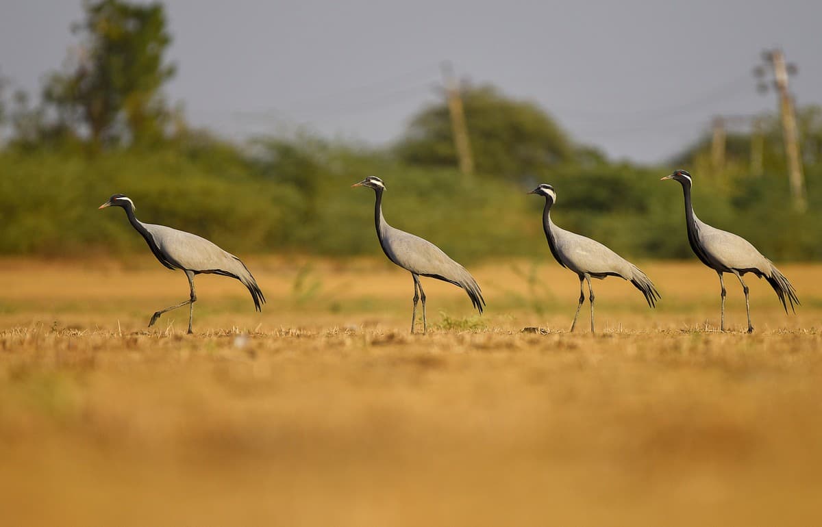 Habitats such as the saline desert plains, salty marshlands, thorn scrub, etc. are ecosystems in their own right which harbour myriad, specially adapted species, and provide important ecosystem services. Seen here are Demoiselle Cranes, a migratory bird species, wintering in the grasslands of Little Rann of Kutch ,Gujarat. Photo credit: Dr. Anish Andheria