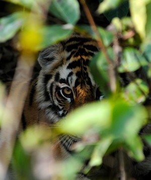 Scientists Review and Analyse 70 Years of Published Carnivore Research in India in a Recent Study