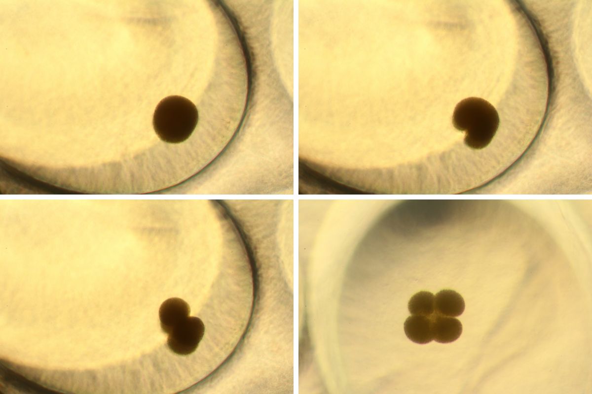 Lymnaea stagnalis lays eggs whose capsules are entirely transparent. This is why it is possible to observe the embryonic development of live specimens under a microscope. The journey starts off with a single-celled fertilised zygote, which almost immediately starts to divide. Several cleavages later, the embryo grows in size and cells in number, till it starts to discernibly acquire a distinct form. (As seen under a compound microscope.)