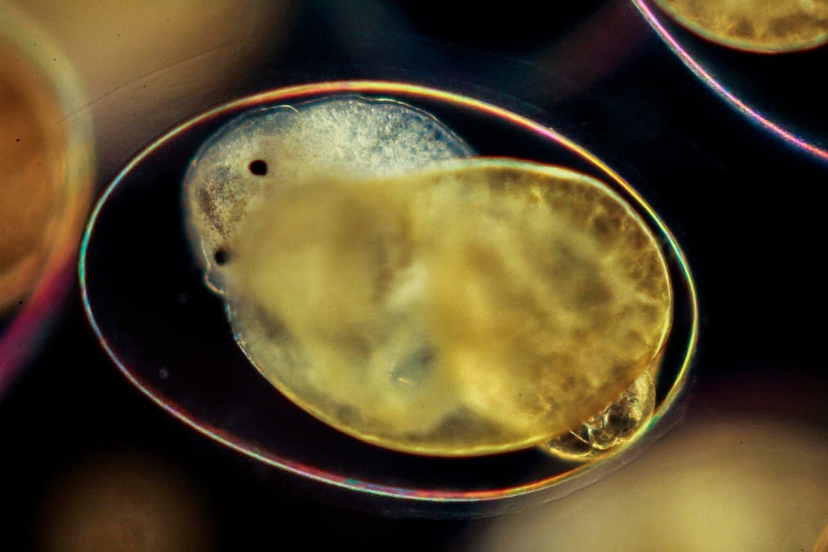 Soon, the embryo develops a bilobed foot, characteristic of a snail. A larval shell is formed and the first hint of asymmetry begins to show in the embryo. After about four days, the embryo enters the metamorphic period and begins to resemble a miniature hippopotamus when seen from the front. That’s why this stage in its larval life is termed the ‘hippo’ stage. (As seen under a compound microscope.)