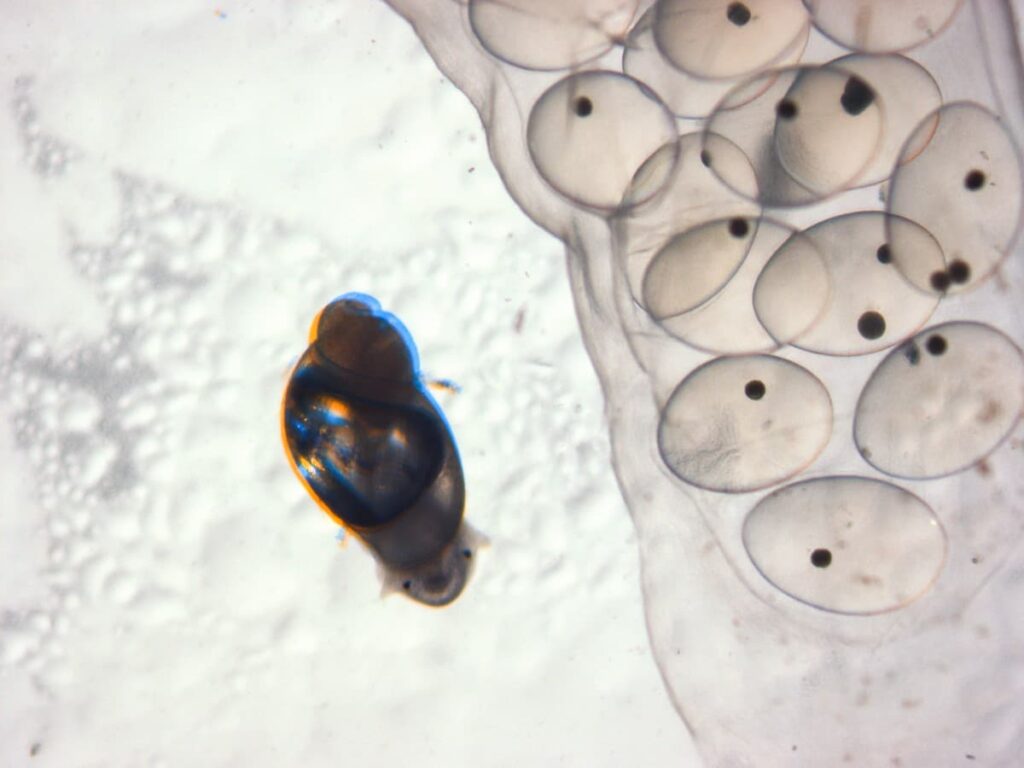 From Nothing to Quite Something – A Journey of a Snail Embryo ...